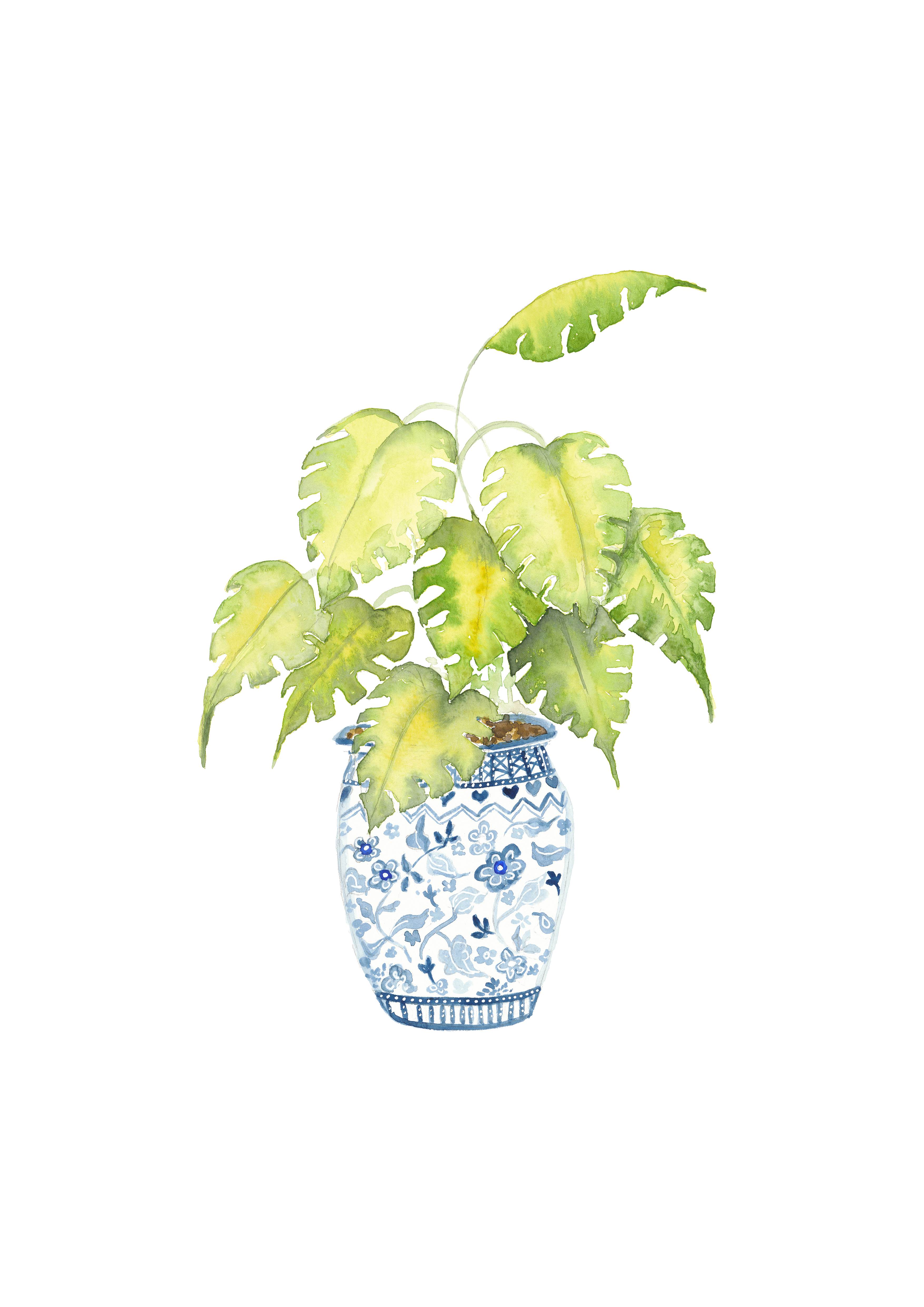 15925 VARIEGATED MONSTERA_297x420 print_CF